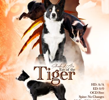Tiger_Final